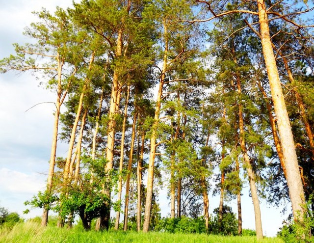 ​Суд вынес обвинительный приговор жителю Яйвы за незаконную вырубку леса