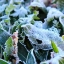 МЧС: в Пермском крае ожидаются заморозки до -2 градусов