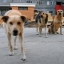 Прокуратура потребовала отловить бродячих собак в Пермском крае