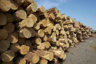 В Александровске задержана партия опасной древесины