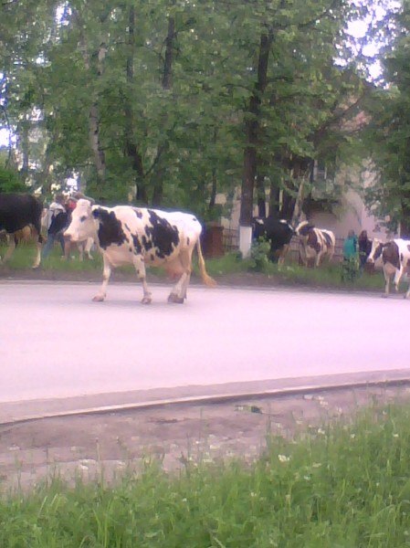 По улице коров водили
