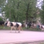 По улице коров водили