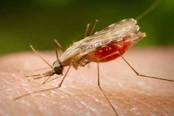 Малярийный сезон начался в Прикамье