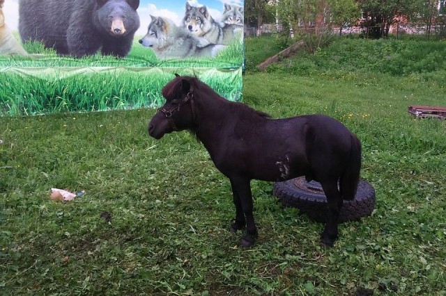 ​В Кизеле будут судить 31-летнего местного жителя, укравшего пони из передвижного зоопарка