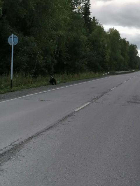 Медвежонок бродит по окрестностям Александровска