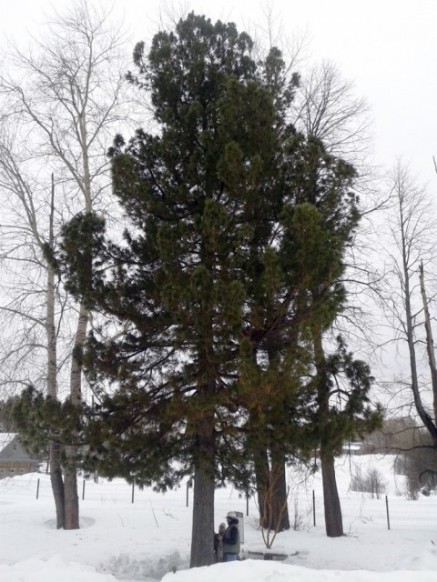 Кедр Пастернака из Всеволодо-Вильвы может стать «деревом года»