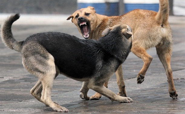 Сегодня в Александровске проводится отлов безнадзорных собак
