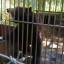 Природоохранная прокуратура не выявила нарушений по содержанию и питанию медведя