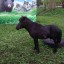 ​В Кизеле будут судить 31-летнего местного жителя, укравшего пони из передвижного зоопарка