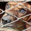 В Кизеле временно приостановлен отлов безнадзорных животных
