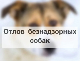 На территории Александровского округа будет производиться отлов собак