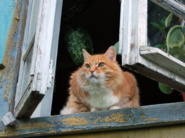 Живодера из Александровска будут судить за убийство кота