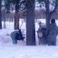 Кедр возле Дома Пастернака занесен в Реестр старовозрастных деревьев России
