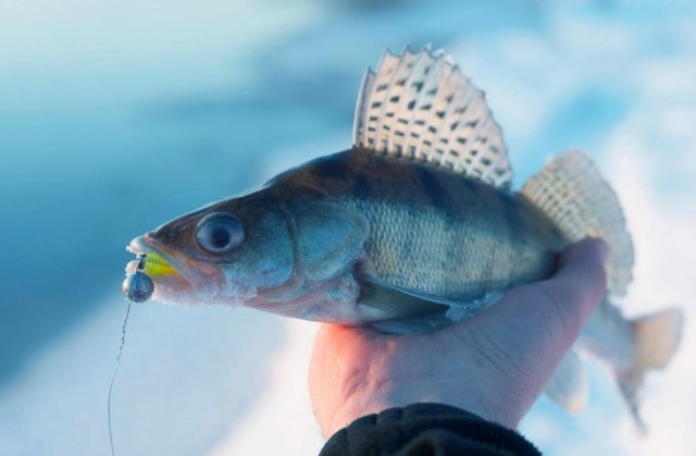 ​В Прикамье ввели запрет на лов рыбы на время нереста