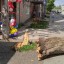 В Яйве на семилетнюю девочку упало дерево