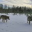 В Прикамье с 2020 года возвращают денежное вознаграждение за добычу волка