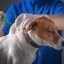 В Яйве проводится бесплатная вакцинация собак и кошек от бешенства