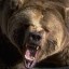Подробности о нападении медведя на лесоруба в районе поселка Яйва