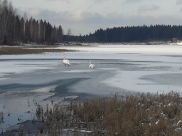 Спасти лебедей